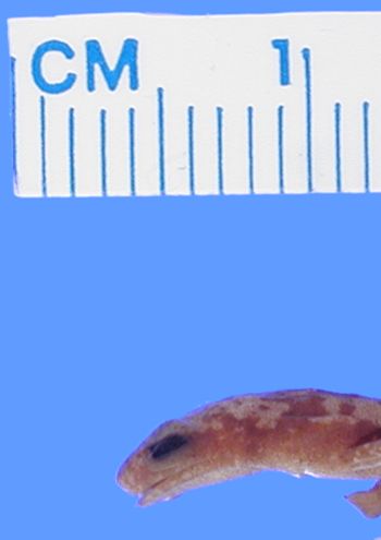 Media type: image; Herpetology A-106385